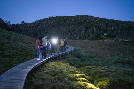Wildlife Night Spotting at Cradle Mountain