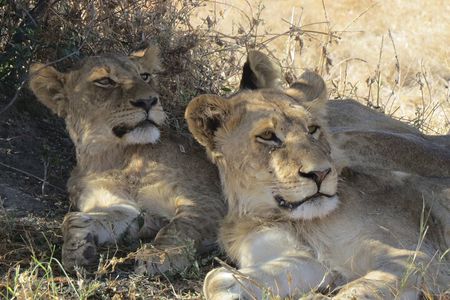 Full Day Hwange National Park Safari from Victoria Falls