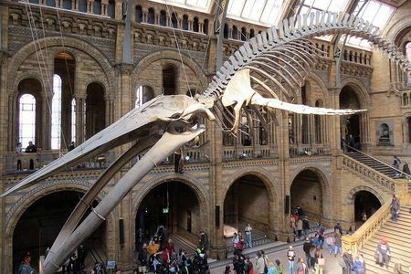 London Natural History Museum Private Walking Tour