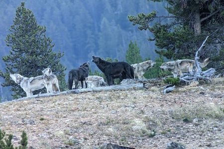 Private Wildlife Safari from West Yellowstone with Lunch