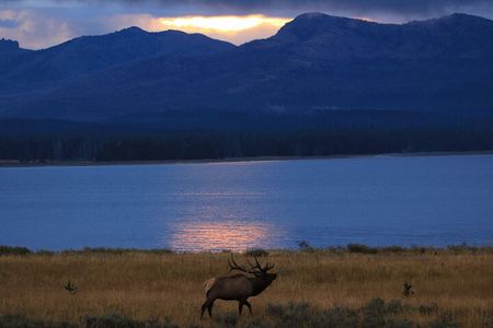 Yellowstone Privately Guided Safari at Sunset