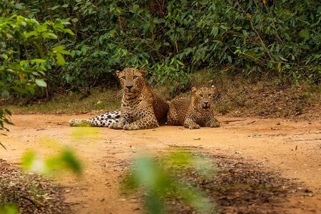 From ELLA: YALA SAFARI TOUR & HIRIKETIYA/TANGALLE Transfer