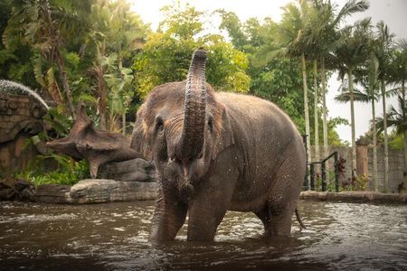 Australia Zoo Private Group Tour from Brisbane