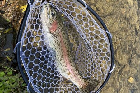 Trout Fishing Adventure Near Tokyo