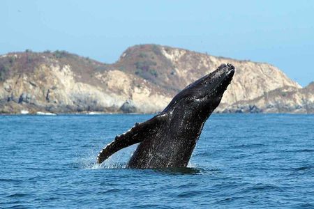 Private Huatulco Whale & Dolphin Adventures