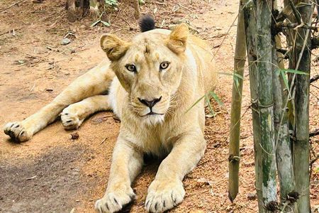 Explore Bangalore’s Wild Side – A Memorable Bannerghatta Safari!