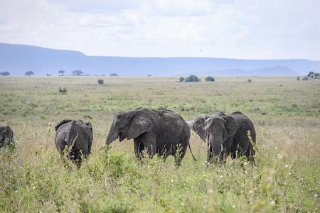 1 Day Flying Safari from Zanzibar to Selous Game Reserve