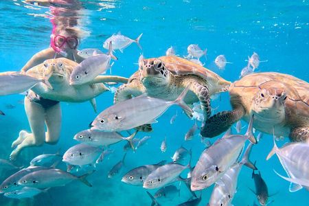 New! Small group catamaran snorkel & sail in Carlisle bay (max 6)