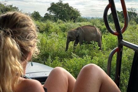 Udawalawe National Park Safari from Mirissa or Weligama