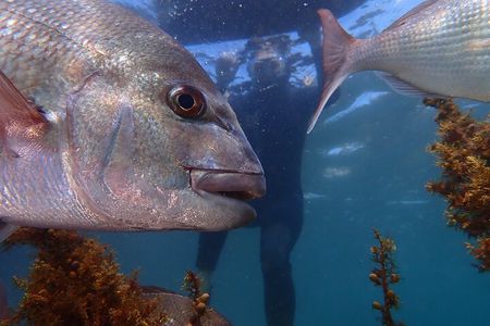 Goat Island Experience Guided Snorkelling for Beginners