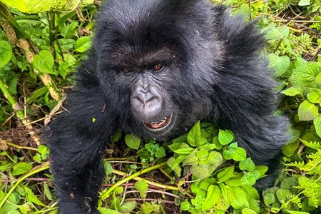4 Days Rwanda Tour with Gorilla and Chimpanzee Trekking