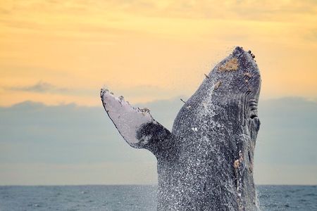 Sunrise Whale Watching boat tour with marine biologist