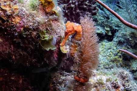 Roatan Night Time Snorkel Tours and Custom Snorkel Tours