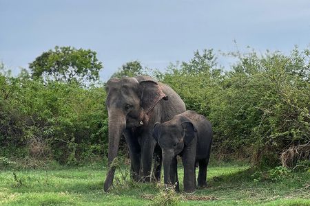 Minneriya National Park Shared 4WD Adventure