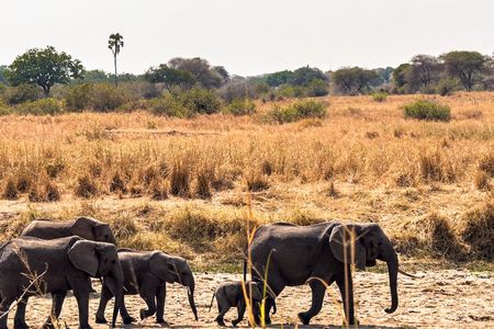 A Private Day Trip in Tarangire National Park 