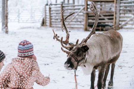 Private Reindeer Farm Tour to Feed Reindeer and Learn Traditions