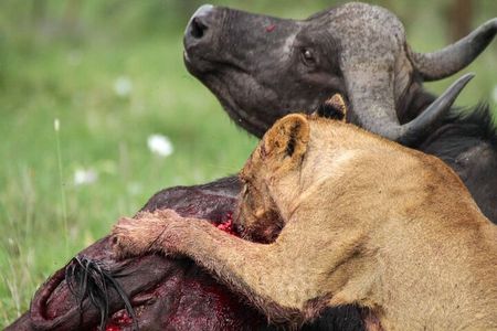 Nairobi National Park Tour Optional Elephant and Giraffe Center