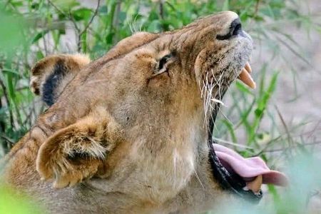 5 Days Maasai Mara, Lake Nakuru & Lake Naivasha Safari
