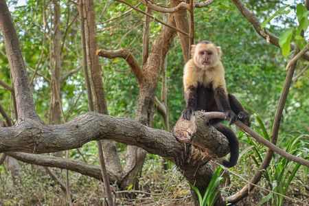 Jungle Boat Safari in Palo Verde National Park