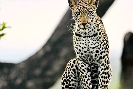 Kruger Park Sunset Drive