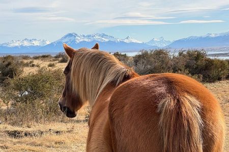 Get Down to Earth with Horses in Patagonia