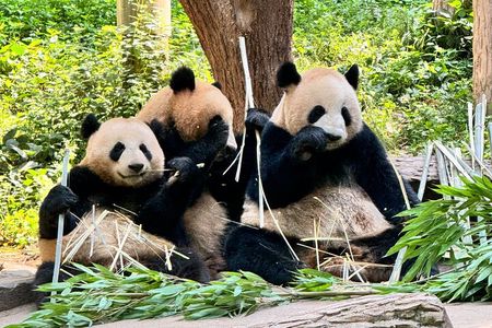 One Day Chengdu Itinerary Panda and Buddha Adventure