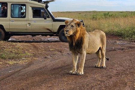 Half Day Nairobi National Park Tour