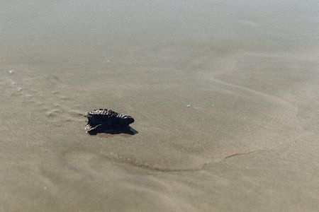 Tour of Ostional Beach Turtles