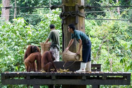 Sandakan Private City Tour, Orangutan, Sun Bears and Rainforest