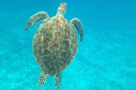 Caye Caulker 3 Stops Belize Barrier Reef Snorkeling Adventure