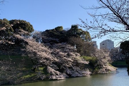 Private Tokyo Cherry Blossom Tour – Custom Sakura Viewing Spots 