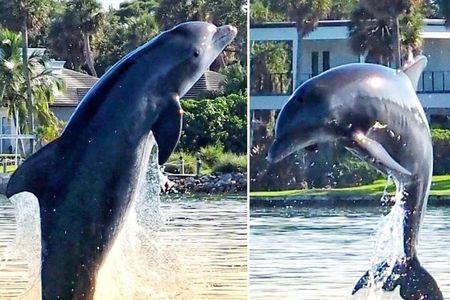 2 Hr Dolphin Melbourne, Merritt Island ,Cocoa Beach.1030 am