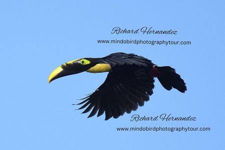 Ecuador Birds Tour & Mindo Cloud Forest - by Richard Hernandez