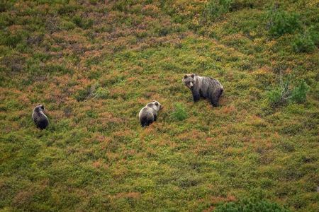 Hiking Bear Watching Tour in High Tatras from Podbanske Slovakia