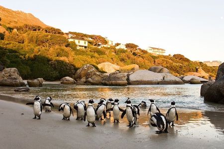 From CapeTown:To Chapman's Peak, Penguins Half -Day Tour 