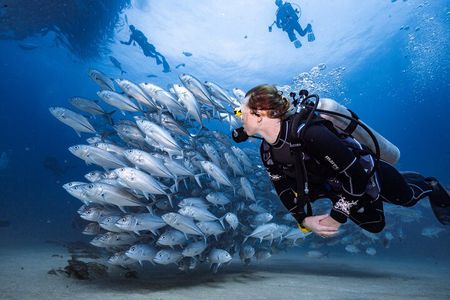 Beginner Diving 2 Dive Spots with Lunch & Transfers :Hurghada