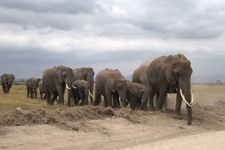 Amboseli National Park Day Tour:Mt.Kilimanjaro Views from Nairobi