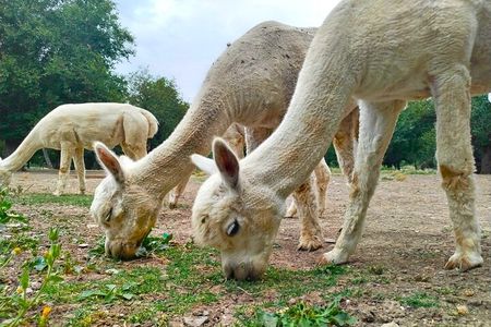 Private All Inclusive Shamakhi Alpaca and Wine Tour