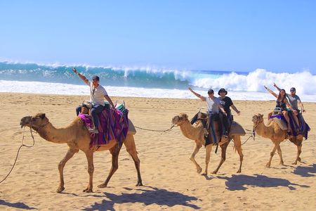 Camel Ride with Tequila Tasting and Lunch in Los Cabos