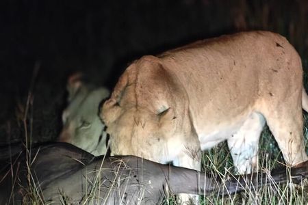 3-Day Private Family Safari Experience with Comfort for Children