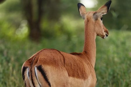 3-Day Private Family Safari Experience with Comfort for Children