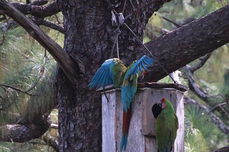 Observation of free-living macaws in the middle of the forest