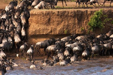 3 Days Adventure to Masai Mara National Reserve on a 4X4 Vehicle