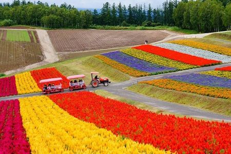 Hokkaido: Biei Blue Pond & Furano Lavender Farm Day Tour