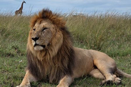 4-days Masai mara and Lake Nakuru guided Safari from Nairobi