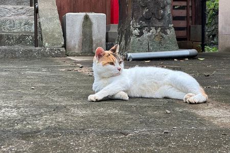 Finding Local Cats and Hidden Alleys of Nagasaki Walking Tour