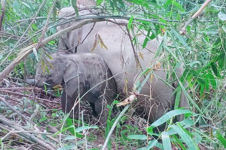 Half Day Afternoon Elephant Observation Tour in Chiang Mai