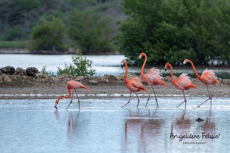 Private Curaçao West Coast: Beach & Nature Photography Tour