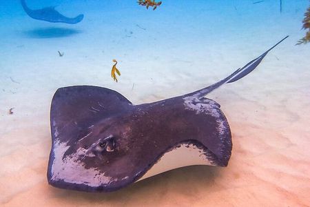 Stingray City and Seven Mile Beach Adventure Tour