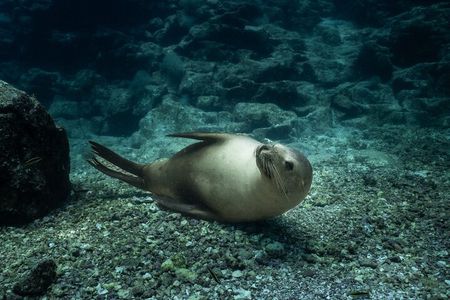 Scuba Diving in La Paz Private Tour